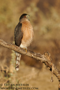 HAWKS, EAGLES, OSPREY